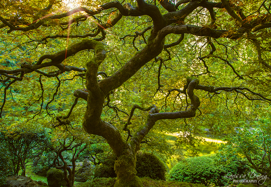 Japanese Maple Tree at Japanese Gardens, Portland