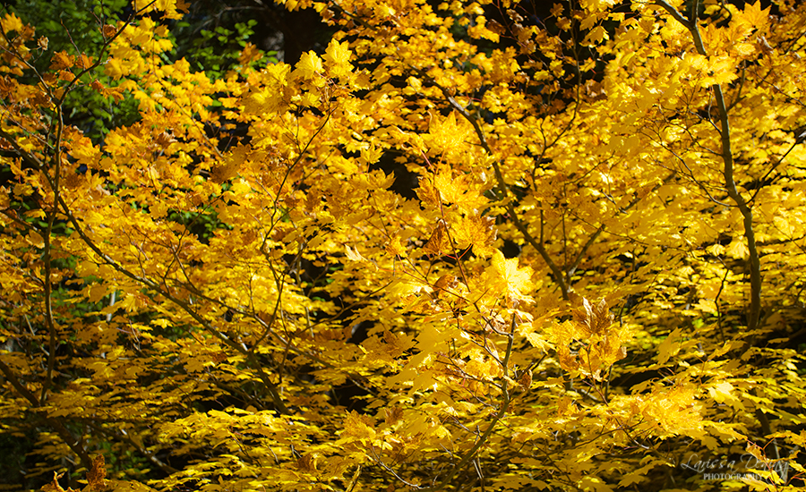 Autumn Trees in Santiam Pass, Oregon