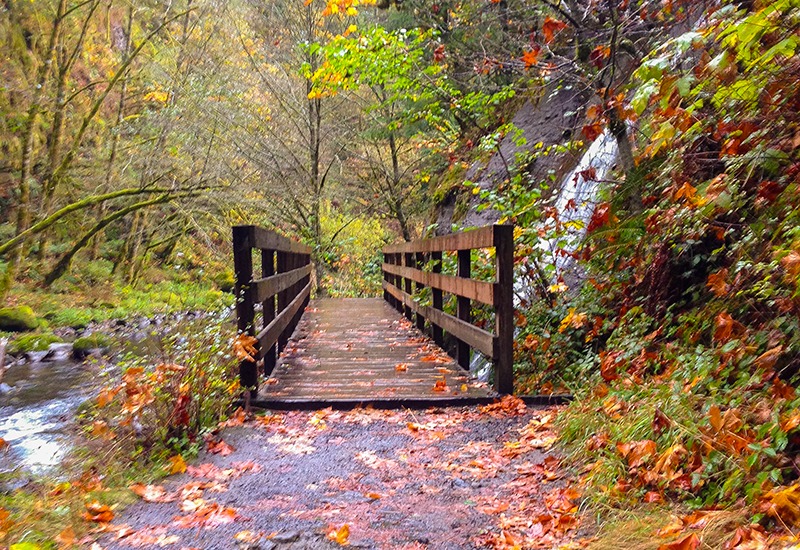 Beautiful autumn colours on the Wahclella Trailhead, Oregon