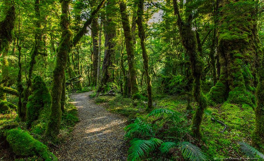 Lush rainforest, Milford Sound