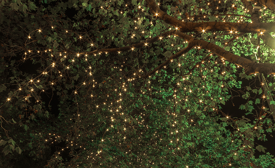 Fairy lights fill the big old maple tree lines streets