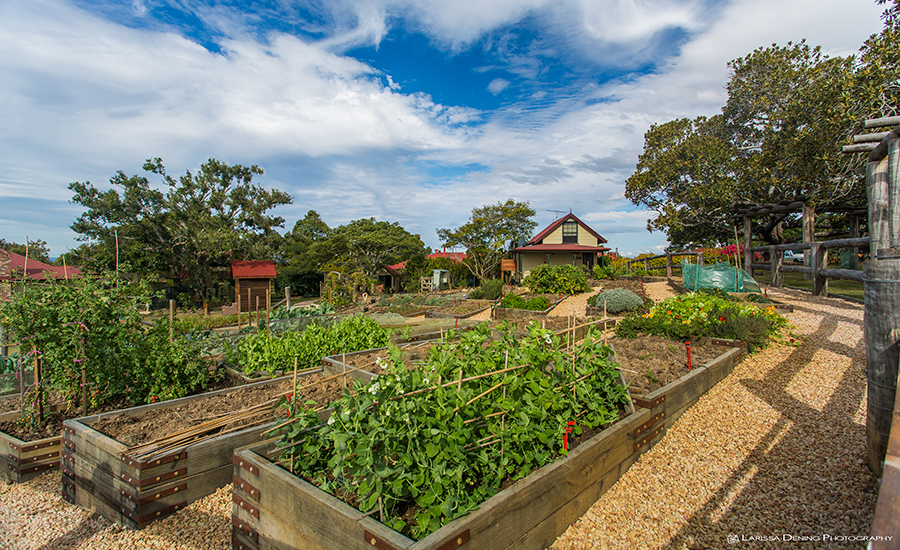 The impressive vegetable garden that produces food for the Homage restaurant, Spicers Retreat, Hidden Vale.