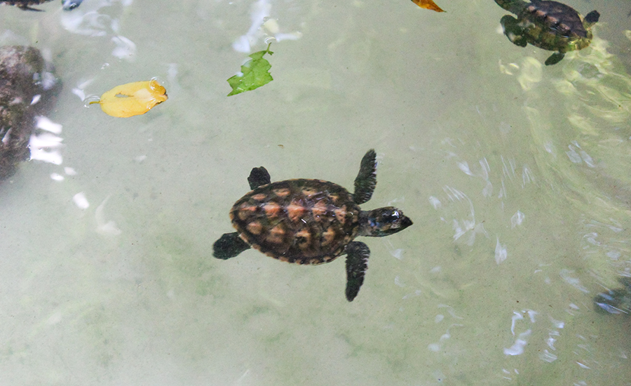 A baby Hawksbill turtle at the turtle sanctuary, Tranquility Island, Vanuatu