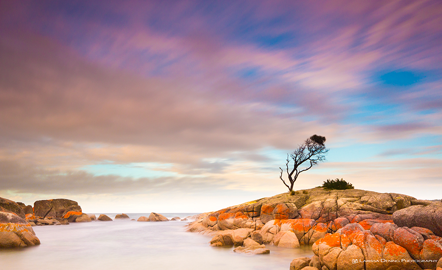 The lonely tree, Binalong Bay, Tasmania. F9.5 @ 30 seconds. ISO 100
