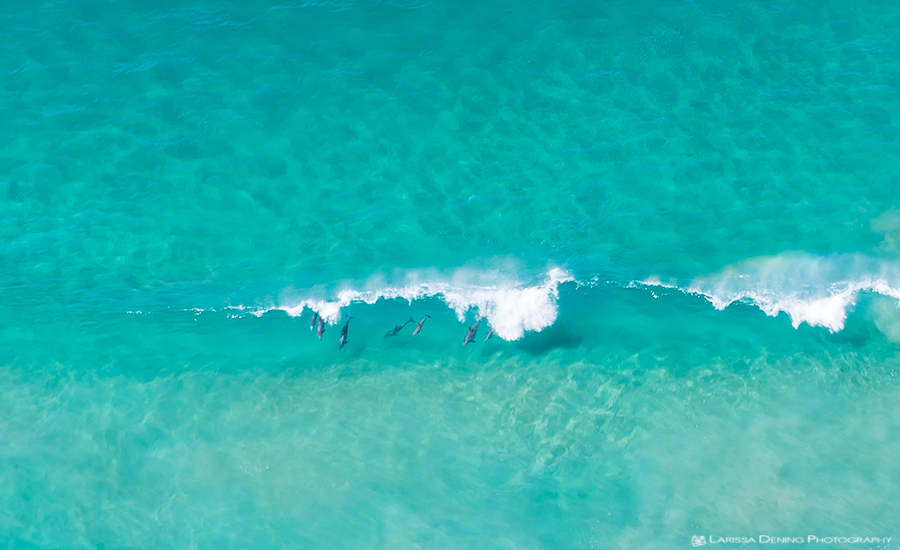 A pod of dolphins surfing the waves at Byron Bay.