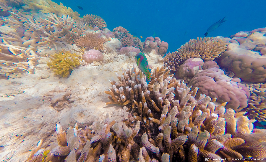 Snorkelling adventures in the Great Barrier Reef, QLD