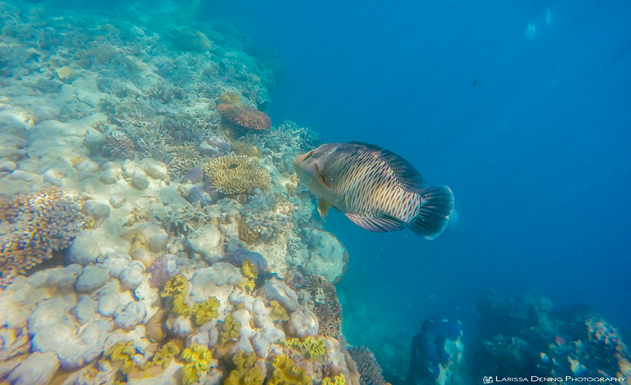 A big groper fish eating some coral off the reef, Great Barrier Reef, QLD