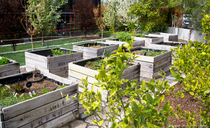 Vegetable gardens in the middle of New Acton