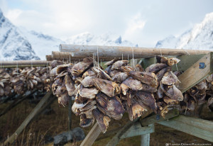 The cod fish heads that are the main business of Lofoten, Norway