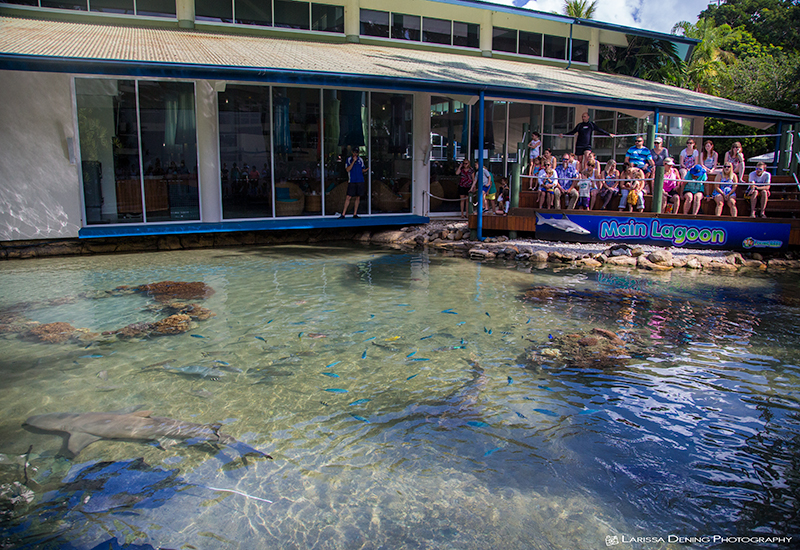 Bruce the shark waiting for his breakfast, Daydream Island