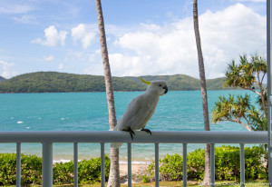 My little cockatoo friend, Daydream Island