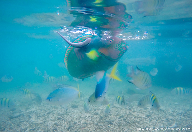 A big beautiful parrot fish coming in for some food, Daydream Island