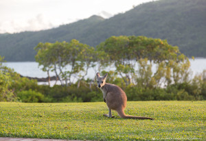 The wallabies that you can find all over the island are just adorable!