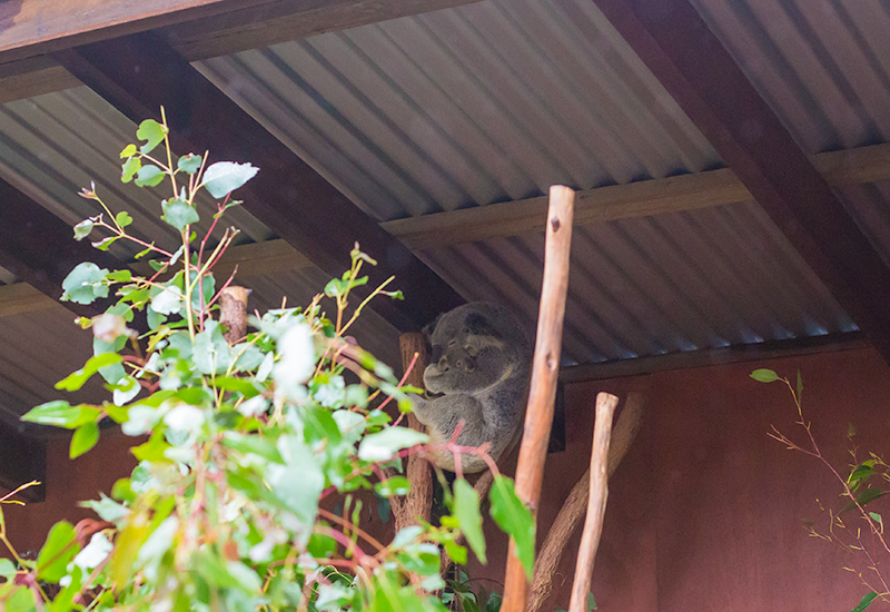 A baby koala snuggling with its mum! 