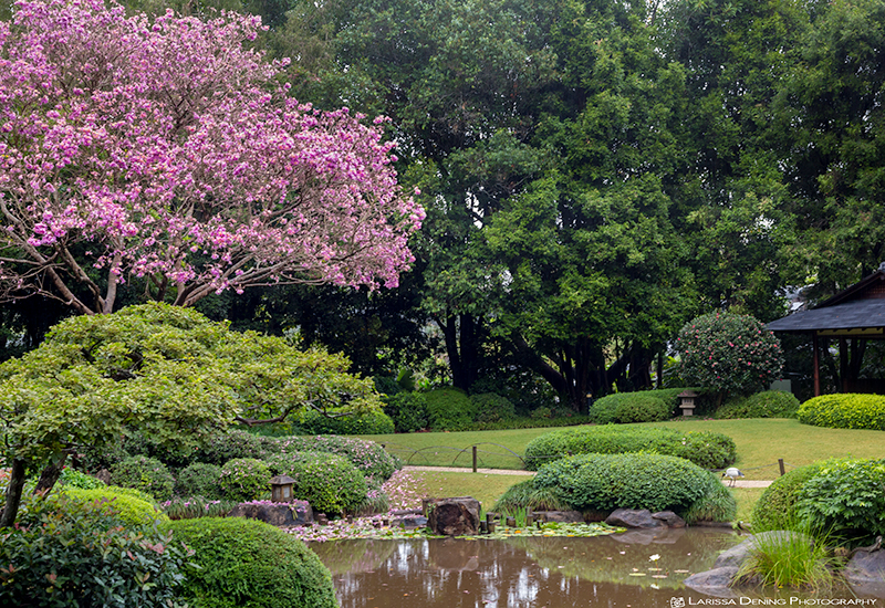 Japanese Garden, Brisbane Botanical Gardens, Mount Cootha