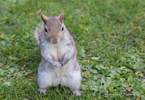 The squirrels in London are the cutest!