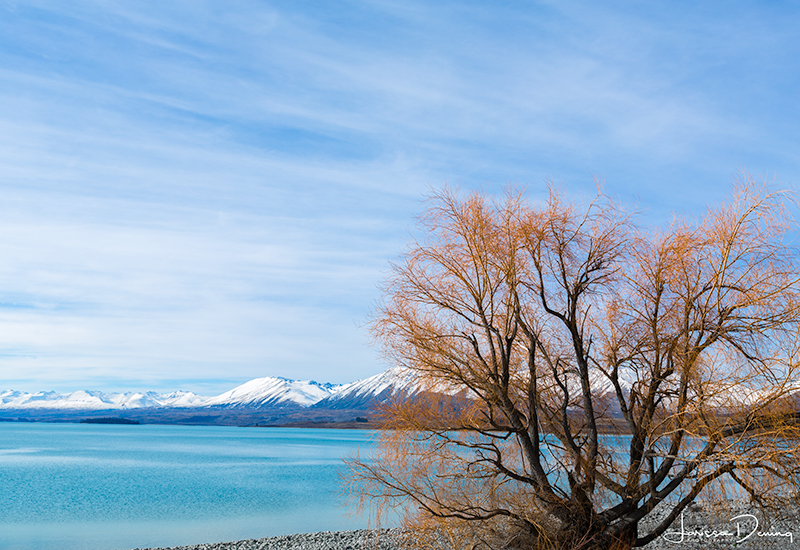 I love the colour of this tree against the blue water, Lake Tekapo, New Zealand
