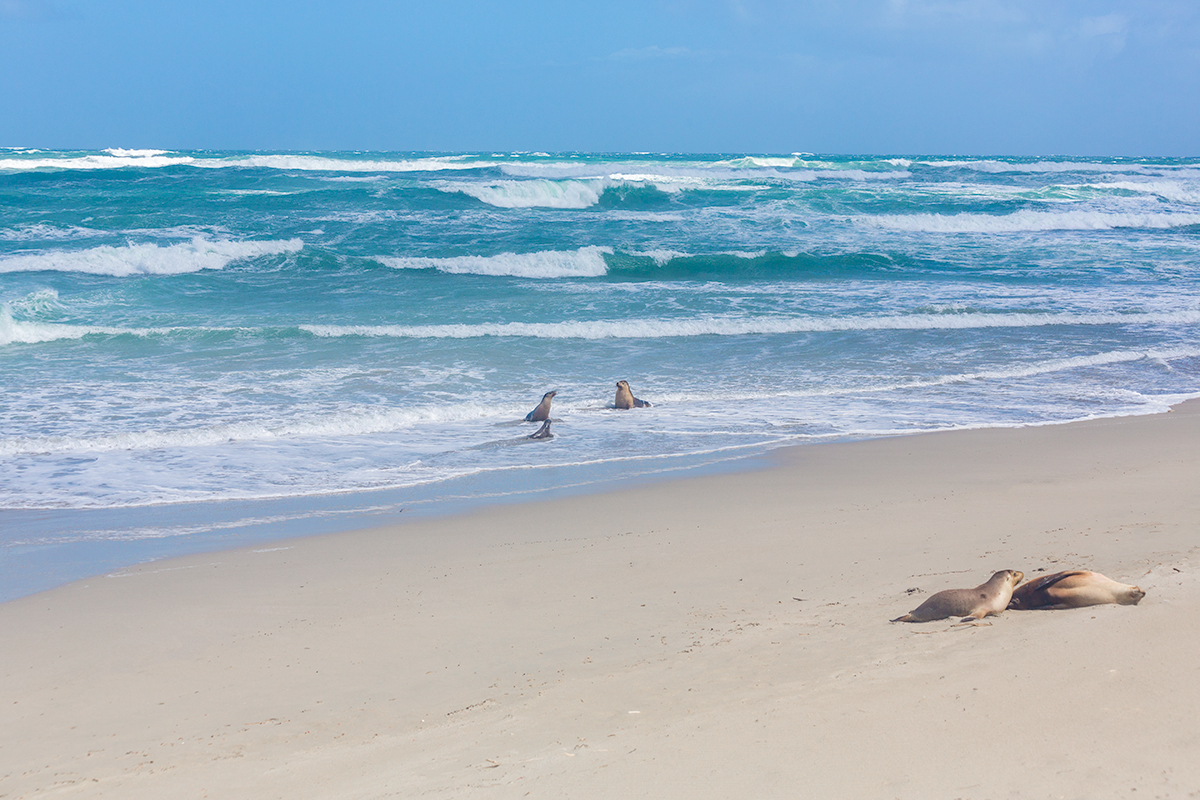 Swim time for the seals at Seal Bay Conservation Park, Kangaroo Island