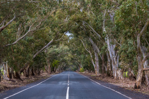 Those tree lined roads, Adelaide, South Australia