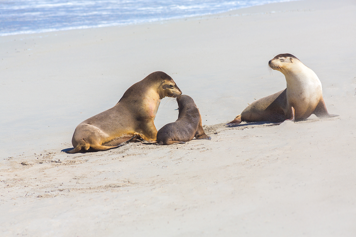 Gorgeous seals on the beach at Seal Bay, Kangaroo Island