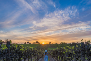 Vineyard Sunsets, McLaren Vale, South Australia