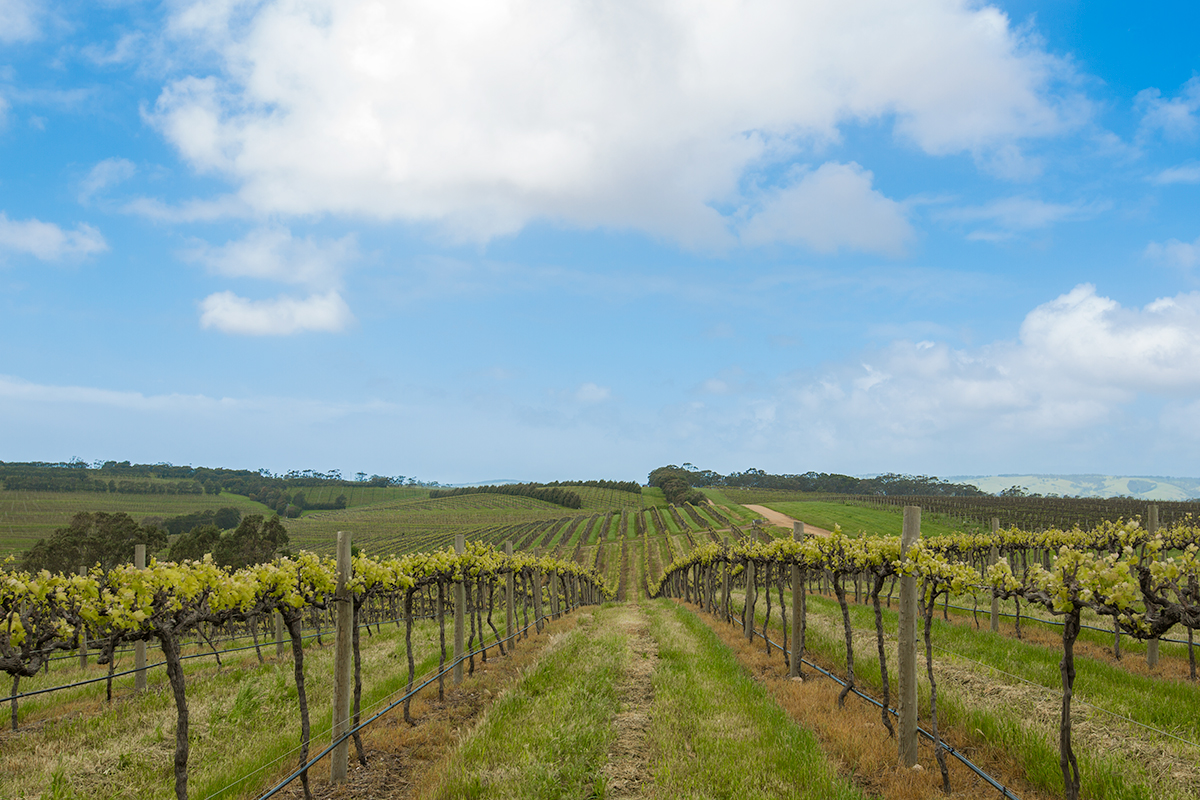 More picturesque vineyards, McLaren Vale, South Australia