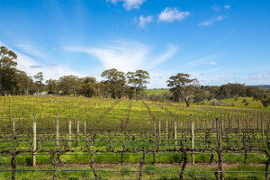 The beautiful Hahndorf Hill Winery, Adelaide Hills