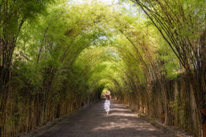 Running through the bamboo tunnel, Bali