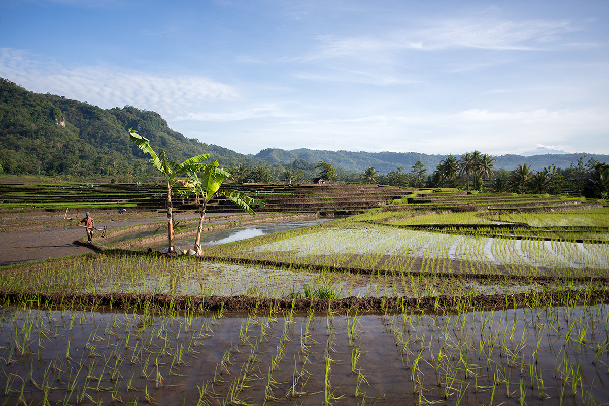 Rice paddy's being planted, Yogyakarta, Indonesia