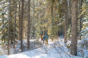 Snow shoeing through the forest at Johnson Lake, Banff