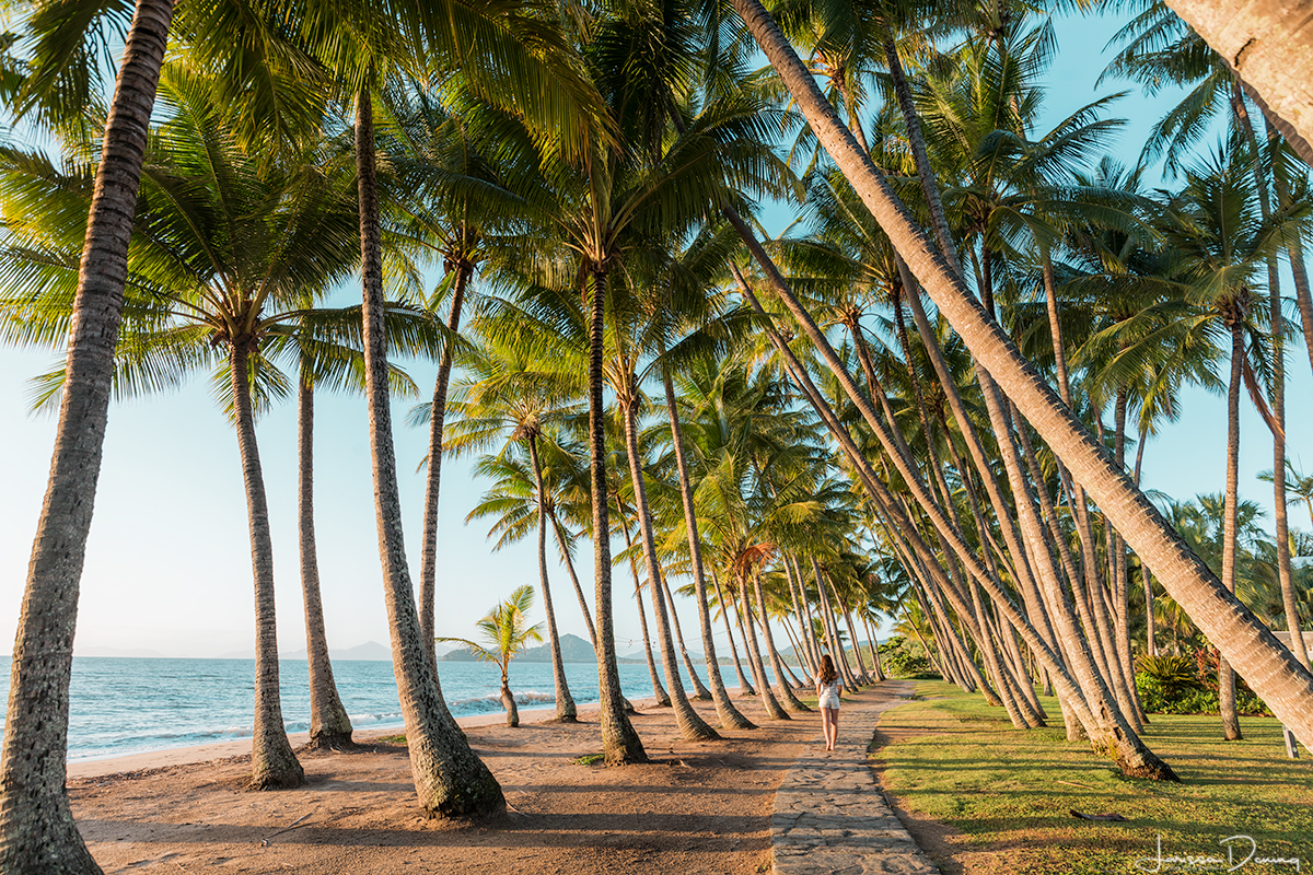Wandering amongst the palm trees, Palm Cove, Tropical North Queensland