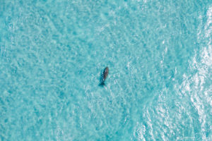 A dugong frolicking in the stunning waters of Moreton Island