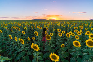 Frolicking amongst the sunflowers. Sony A7rii, 16-35mm, F4 @ 1/125 secs.
