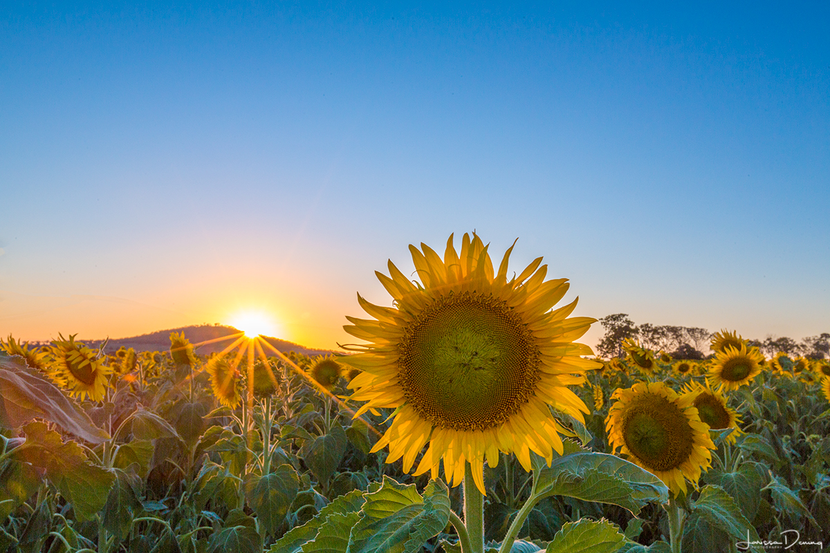 Sunflower field, Clifton. Canon 5D MkIII, 16-35mm 2.8, F22 @ 1/45 secs.