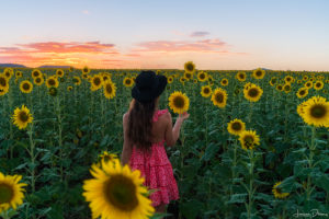The most biggest and beautiful sunflower field I've ever seen. Nobby. Sony A7rii, 16-35mm 2.8, F4 @ 1/60 secs.