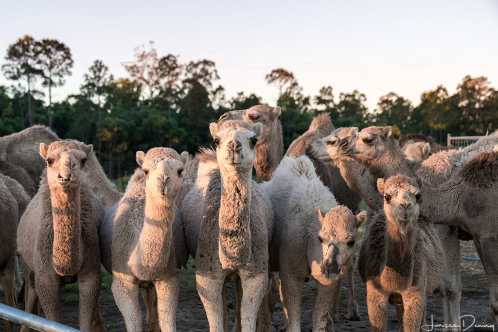 What Cuties!!! Q Camel Dairy Farm, The Glasshouse Mountains.
