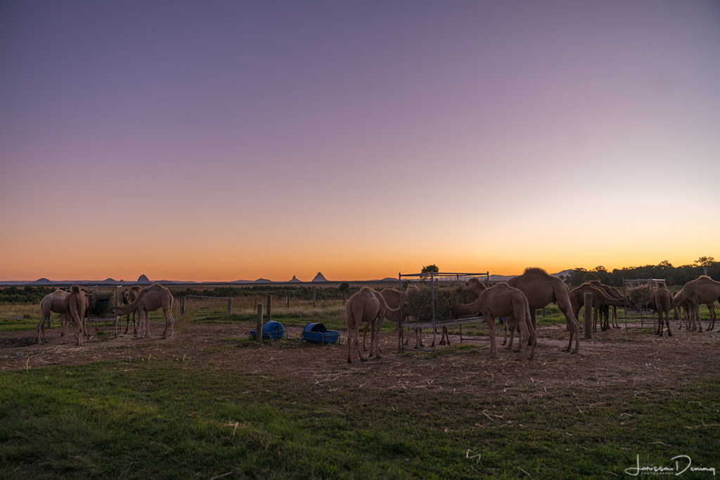 Feeding time with this amazing view of The Glasshouse Mountains at sunset, Q Camel Dairy Farm