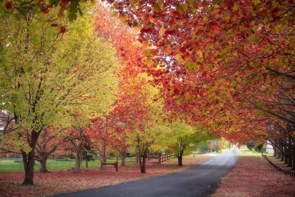 Finding Autumn colours in New England, NSW | Tenterfield, Armidale ...